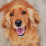 Produits Accessoires Services - CATALOGUE 2020 pour vos animaux domestiques