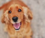 Produits Accessoires Services - CATALOGUE 2020 pour vos animaux domestiques