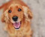 Produits Accessoires Services - CATALOGUE 2020 pour vos animaux domestiques