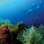 Guide d'&eacute;valuation des conditions &eacute;cologiques - des aires marines prot&eacute;g&eacute;es de l'Am&eacute;rique du Nord