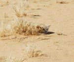 NUMÉRO 29 PRINTEMPS 2021 - Un oeil sur la conservation de la biodiversité au Sahara et au Sahel - Sahara Conservation Fund