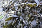 LA MER DU NORD BELGE Biodiversit&eacute; et Natura 2000 dans la partie belge de la mer du Nord - Vlaams Instituut voor de Zee
