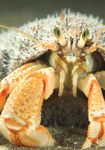 LA MER DU NORD BELGE Biodiversit&eacute; et Natura 2000 dans la partie belge de la mer du Nord - Vlaams Instituut voor de Zee