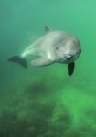 LA MER DU NORD BELGE Biodiversit&eacute; et Natura 2000 dans la partie belge de la mer du Nord - Vlaams Instituut voor de Zee