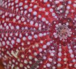 LA MER DU NORD BELGE Biodiversit&eacute; et Natura 2000 dans la partie belge de la mer du Nord - Vlaams Instituut voor de Zee