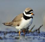 LA MER DU NORD BELGE Biodiversit&eacute; et Natura 2000 dans la partie belge de la mer du Nord - Vlaams Instituut voor de Zee
