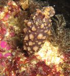 LA MER DU NORD BELGE Biodiversit&eacute; et Natura 2000 dans la partie belge de la mer du Nord - Vlaams Instituut voor de Zee