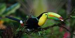Costa Rica Volcans - Forêt tropicale - Canal de Panama - du 12 au 25 février 2023 (14 jours) - Servrail
