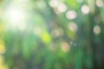 Lignes directrices de formation infirmi&egrave;re de premier cycle sur les maladies &agrave; transmission vectorielle li&eacute;es &agrave; la variabilit&eacute; climatique - CASN