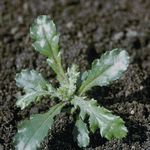 Herbicide sélectif de pré-levée et post-levée précoce à large spectre - + Désherbant sélectif des arbres et arbustes + En pleine terre, en ...