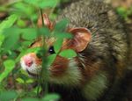 Concilier agriculture et préservation de la faune de plaine : le cas du grand hamster en Alsace - Oncfs