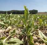 L'agriculture dans le changement climatique - rechercher, décider, mettre en oeuvre - Jeudi 24 janvier 2019 Agroscope à Zurich, Reckenholz - Swiss ...