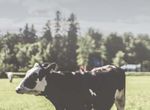 LE CYCLE DE VIE DU LAIT - Les Producteurs de lait du Québec