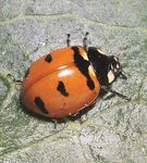 Coccinelle &agrave; bandes transverses - D&eacute;claration du gouvernement en r&eacute;ponse au programme de r&eacute;tablissement - Ontario.ca