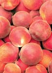 Une gamme de fruits en purée pleine de bon sens - CATALOGUE 2021 - Valrhona
