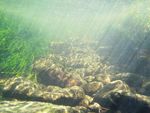 La Liste rouge des esp&egrave;ces menac&eacute;es en France - Poissons d'eau douce de France m&eacute;tropolitaine