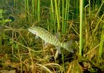 La Liste rouge des esp&egrave;ces menac&eacute;es en France - Poissons d'eau douce de France m&eacute;tropolitaine