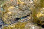 La Liste rouge des esp&egrave;ces menac&eacute;es en France - Poissons d'eau douce de France m&eacute;tropolitaine