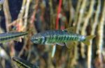 La Liste rouge des esp&egrave;ces menac&eacute;es en France - Poissons d'eau douce de France m&eacute;tropolitaine