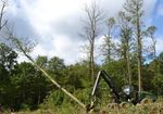 Reconstruire la forêt domaniale de Montmorency - Val Parisis