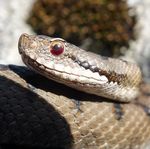 Une Vipère aspic aux yeux rouges : Première suspicion d'hyphéma bilatéral chez Vipera aspis aspis