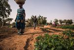 Pas si net Objectifs climatiques " z&eacute;ro &eacute;mission nette " : cons&eacute;quences sur l'&eacute;quit&eacute; fonci&egrave;re et alimentaire - ReliefWeb