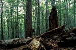 Vieilles forêts et Coléoptères saproxyliques Le rapprochement des respon-VIEILLESFORETS.COM