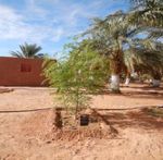 Verdir le Sahel grâce au biochar - Pour lutter contre la pauvreté et la malnutrition tout en créant un gigantesque puits de carbone - Pro-Natura ...
